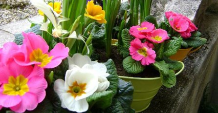 Biljke više neće venuti: Prirodni eliksir, od 3 sastojka vraća ih iz mrtvih