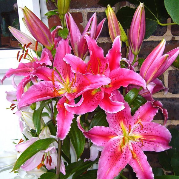 stargazer-lily-pink-lilles-oriental-lilies-flowers-preview