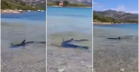 Ajkula duga dva metra doplivala do plićaka na Korčuli