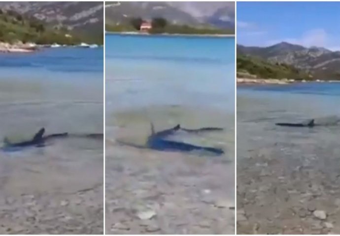 Ajkula duga dva metra doplivala do plićaka na Korčuli