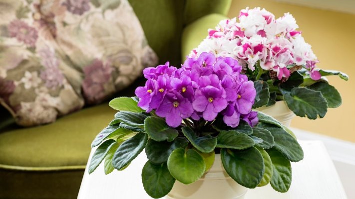 61885419-africka-ljubicica