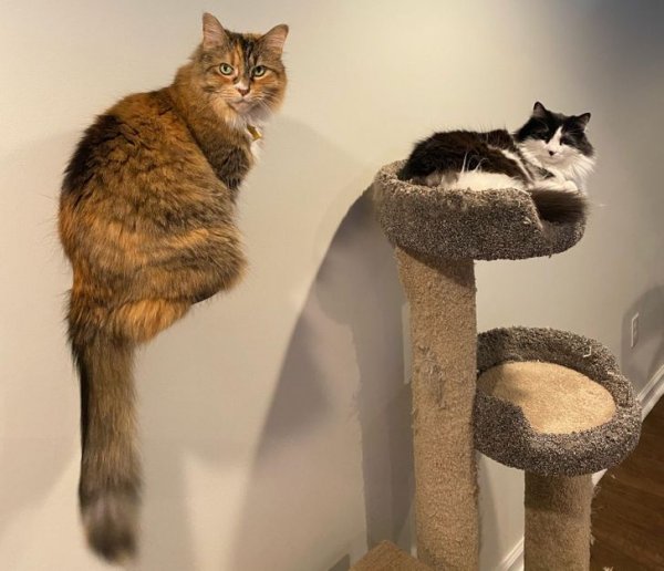 6089c958db90229800f18c4edd