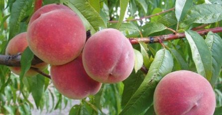 Bh. inspekcija naložila uništavanje svježe breskve porijeklom iz Italije: Pune su pesticida