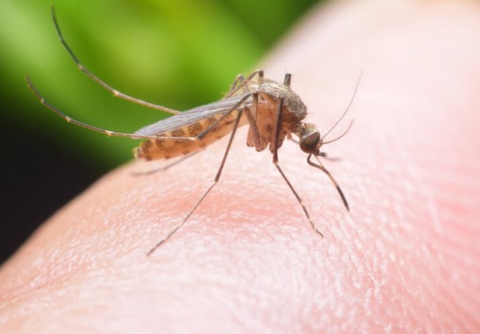 Riješite se napasti: Tri trika koja će vam pomoći u borbi protiv komaraca