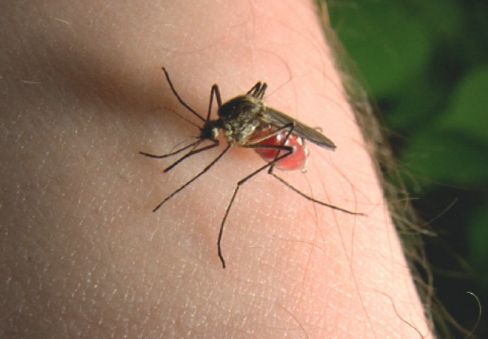 VEĆ VAM PIJU KRV? Što privlači, a što odbija komarce? PRIPAZITE NA OVIH PET STVARI!