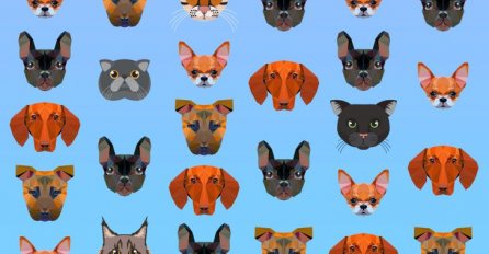 TEST ZA PAŽNJU: Koliko mačaka vidite na slici? Još niko nije pogodio TAČAN BROJ