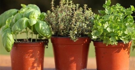 IZLIJEČITE SE TAKO ŠTO ĆETE PRENIJETI SVOJU BOLEST NA BILJKU: Svi kažu da djeluje, EVO ŠTA TREBATE URADITI