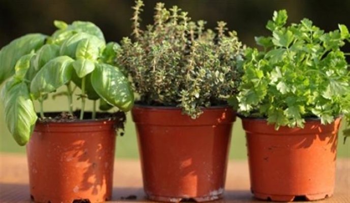 biljke-u-saksijama-1