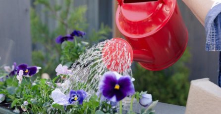 KAKO DA ZNATE DA LI BILJKA IMA PREVIŠE VODE? Ako ste pretjerali, saznaćete na OVAJ način!