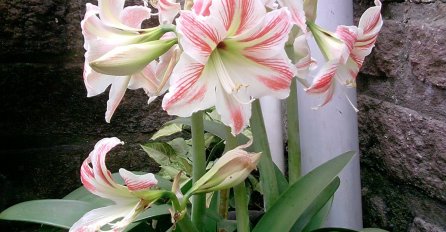 OJAČAJTE "IMUNITET" VAŠIM BILJKAMA! Mlijeko čini čuda za povrtarske vrste i cvijeće, a evo kako da napravite rastvor