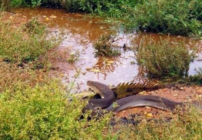 Nevjerovatna scena iz divljine: Piton je kao od šale progutao krokodila... (FOTO)