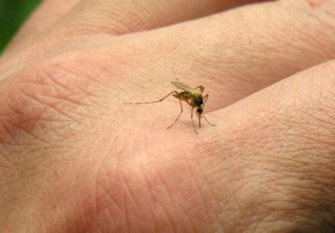BIBER, SIRĆE + OVA 3 SASTOJKA SU PRAVO ČUDO: Od ovoga komarci i muhe bježe, trik koji djeluje (RECEPT)