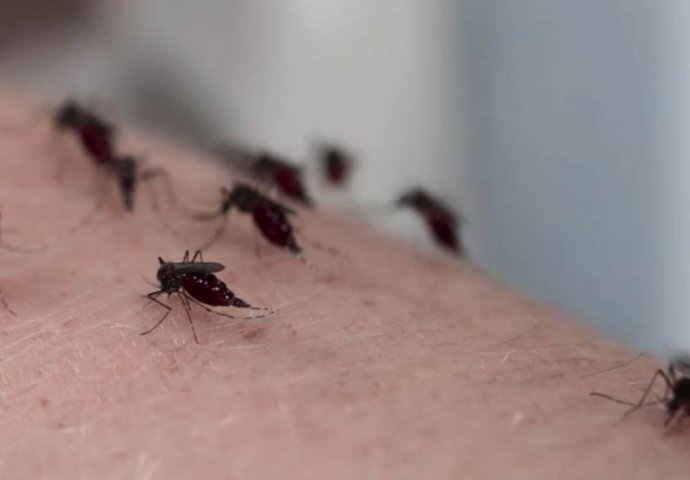 SAD JE PRAVO VRIJEME DA OVE BILJKE UNESETE U KUĆU: Komarci i ostali insekti od njih bježe, BOLJE OD PESTICIDA