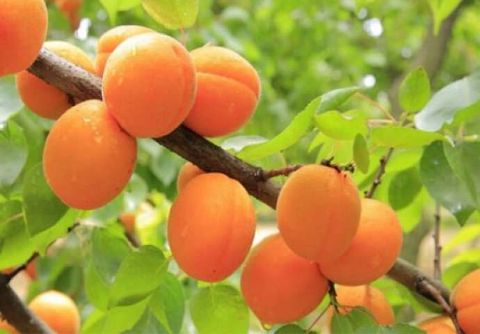 KAJSIJE SU LJEKOVITIJE NEGO ŠTO MOŽETE I DA ZAMISLITE: Evo šta ste sve unijelu u organizam samo jednom porcijom!