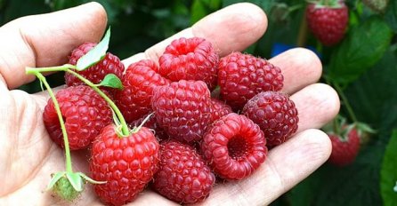 Otkupna cijena malina "skočila" na 4,20 KM, očekuje se dodatni rast do kraja sezone