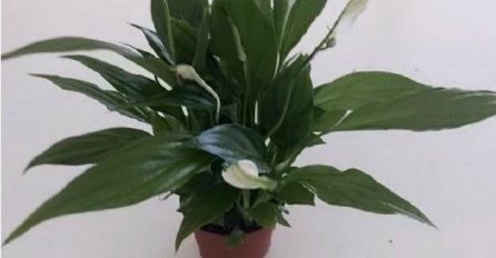 OVU BILJKU POKLONITE NEUDATOJ DJEVOJCI, STARI LJUDI KAŽU DA ĆE SE BRZO UDATI: Najstariji običaj, da li stvarno djeluje?