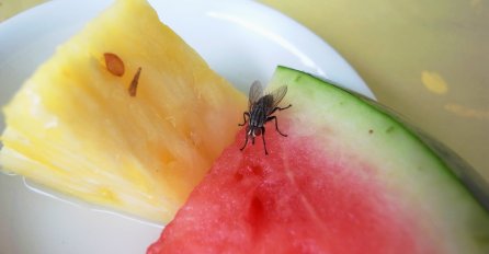 MUHE PRENOSE NAJMANJE 100 RAZLIČITIH BAKTERIJA - Evo koliko je opasno kad vam SLETE NA HRANU! Poslije ovoga, vodićete računa!