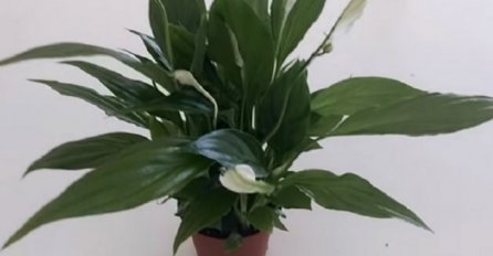 OVU BILJKU POKLONITE NEUDATOJ DJEVOJCI, STARI LJUDI KAŽU DA ĆE SE BRZO UDATI: Najstariji običaj, da li stvarno djeluje?