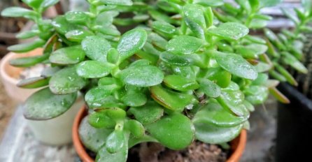 ODMAH NABAVITE OVU BILJKU, ZA NJU KAŽU DA DONOSI BRDO PARA: Stavite na JEDNO MJESTO u kući, NEĆETE SE POKAJATI 