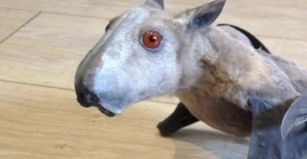 SKORO NIKO NIJE MOGAO DA POGODI KOJA JE OVO ŽIVOTINJA: Znate li vi? IMA GLAVU PSA, ALI NIJE PAS