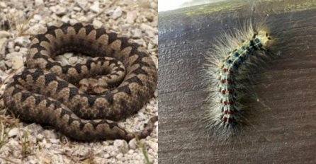 Pored zmija, pojavila se invazija gusjenica u Hercegovini