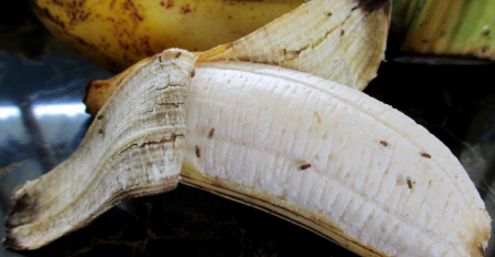 DOSADNE NAPASTI KOJE NAPADJU VOĆE I POVRĆE! Vinske mušice znaju biti dosta naporne: Evo kako ih se za čas možete riješiti