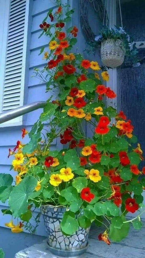 flowering-houseplants-for-beginners