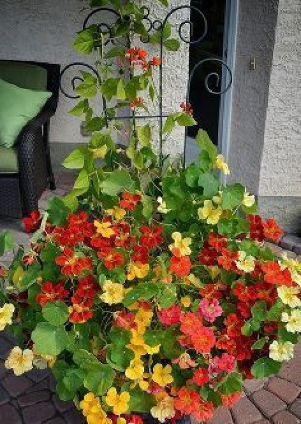 growing-nasturtiums-from-seed-to-showstopper-outdoor-planters
