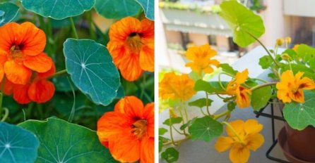 OD SVEG CVIJEĆA, DRAGOLJUB JE NAJKORISNIJA BILJKA U DVORIŠTU ILI NA TERASI! MORATE GA POSADITI: Evo zašto!