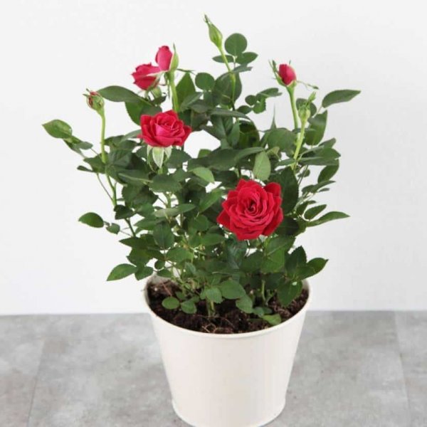 red-hybrid-rose-plant-hybrid-include-plastic-pot-1-ojorey-imafbg5bxkgn7bjd