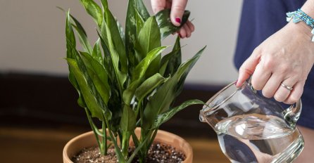 AKO ŽELITE DA PREPORODITE SVOJE OMILJENJE BILJE Stavite OVO u saksiju i CVIJEĆE će cvjetati kao ludo! PROVJERENO DJELUJE