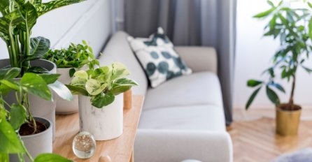 OŠTEĆUJU BUBREGE, IZAZIVAJU SLJEPILO I OPADANJE KOSE: Ovih 8 sobnih BILJAKA mogu vas odvesti pravo u BOLNICU