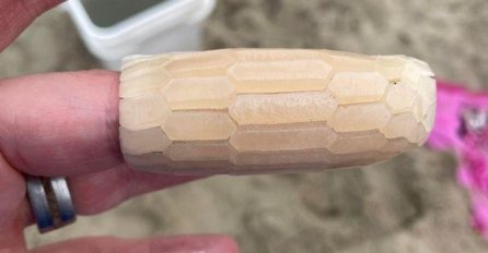 "PRONAŠLA SAM OVO NA PLAŽI, ZNATE LI ŠTA JE U PITANJU?" Žena postavila ovu sliku i pitanje, a kad je dobila odgovor ostala u šoku (FOTO)