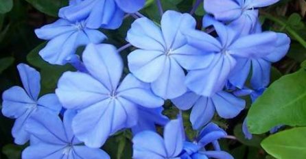 OVAJ MIRISNI CVIJET TREBA DA IMA SVAKA BAŠTA! Uklapa se u svaki prostor! A od njega možete praviti parfem