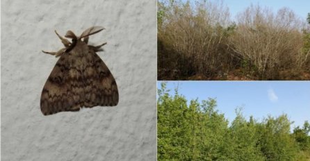 Najezda gubara u Hercegovini, šume uništene od Ivanice do Mostara i Gruda