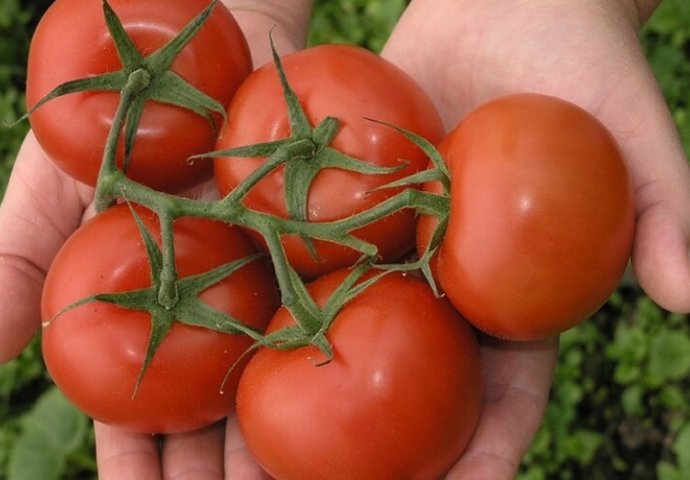 BAŠTOVANSKI TRIK: Ako ovu biljku posadite pored paradajza, IMAT ĆETE VIŠE PLODOVA