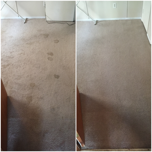 pet-stains-before-and-after