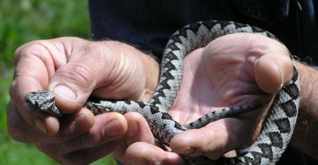 EVO ŠTA DA RADITE KADA SRETNETE ZMIJU: Postoje samo 2 vrste otrovnica, ostale zmije su bezopasne!