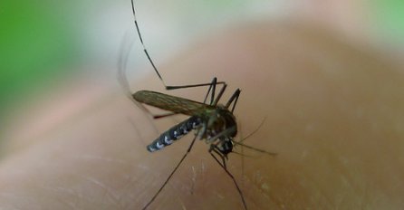 Ovih 8 biljaka će prirodno otjerati komarce i insekte: Neće vam smjeti primaknuti