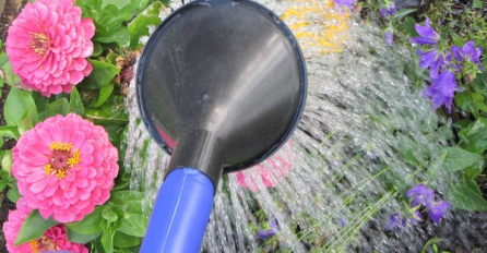 KAKO ZAŠTITITI CVIJEĆE OD EKSTREMNE VRUĆINE! Obično zalivanje nije dovoljno, samo ovako vam NEĆE SIGURNO UVENUTI!