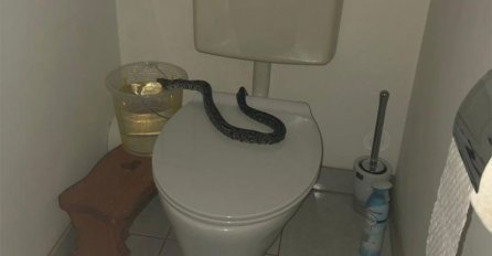 Zmija izronila iz wc šolje, žena zvala policiju