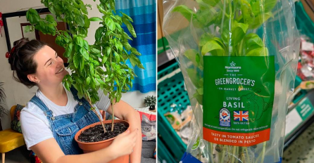 PAR UZGOJIO GIGANTSKI BOSILJAK, SLIKE SVE ZAPANJILE: Otkrili i u čemu je trik - niko to ne radi, a biljke rastu kao lude