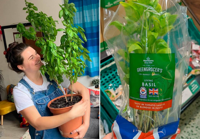 PAR UZGOJIO GIGANTSKI BOSILJAK, SLIKE SVE ZAPANJILE: Otkrili i u čemu je trik - niko to ne radi, a biljke rastu kao lude