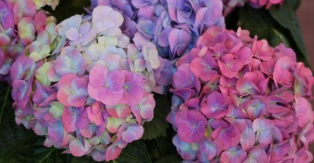 Otkrivamo magiju! Evo kako raskošne lopte cvjetova HORTENZIJE MIJENJAJU BOJU, trik koji morate probati