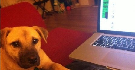 ŠTA VAM PAS PORUČUJE KAD STAVI ŠAPU NA VAŠU RUKU? Konačno smo dobili odgovor!