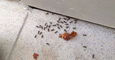 MRAVI VAM OPSJEDAJU KUĆU? Evo načina da se TOTALNO riješite ovih napasti!