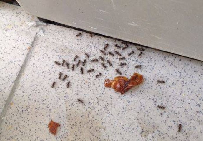 MRAVI VAM OPSJEDAJU KUĆU? Evo načina da se TOTALNO riješite ovih napasti!