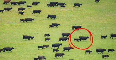 LJUDI OVU SLIKU GLEDAJU 5 MINUTA I NE MOGU DA SKONTAJU ŠTA JE ČUDNO: Ovo ni naučnici ne mogu objasniti, POGLEDAJTE ŠTA SE DEŠAVA