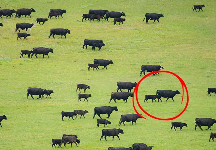 LJUDI OVU SLIKU GLEDAJU 5 MINUTA I NE MOGU DA SKONTAJU ŠTA JE ČUDNO: Ovo ni naučnici ne mogu objasniti, POGLEDAJTE ŠTA SE DEŠAVA