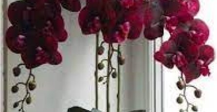 Volite orhideje, ali se ne znate brinuti za njih? Ovo su osnovni uvjeti KOJE MORAJU IMATI KAKO BI UVIJEK CVJETALE, mnogi griješe na ovim sitnicama